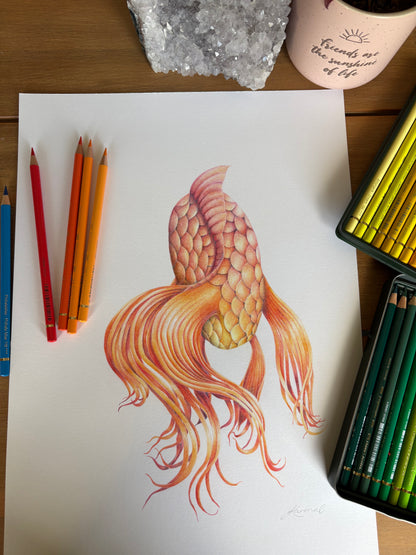 Butterfly Koi - Original Coloured Pencil Artwork
