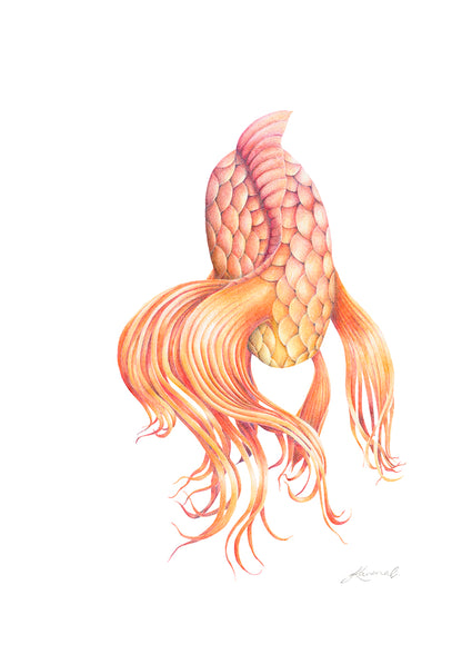Butterfly Koi - Original Coloured Pencil Artwork