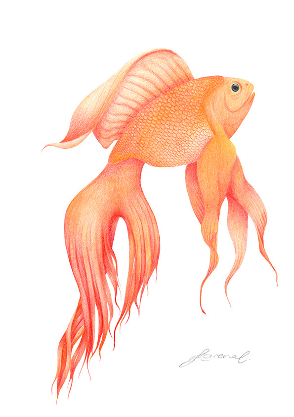 Illustration of a goldfish with flowing fins on a white background