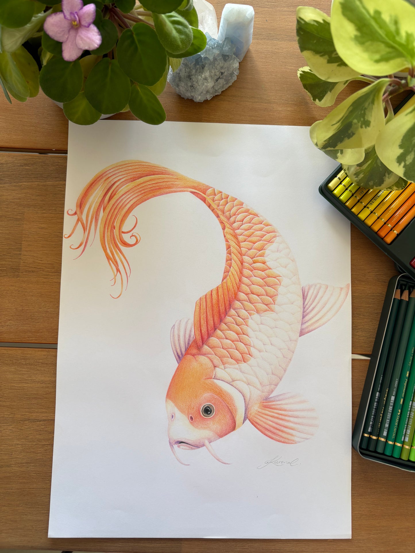 Koi Fish - Coloured Pencil Art Print