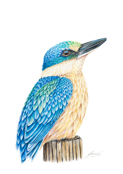 Kingfisher - Coloured Pencil Art Print