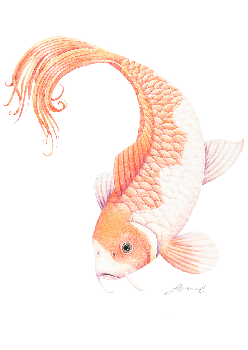 Koi Fish - Coloured Pencil Art Print