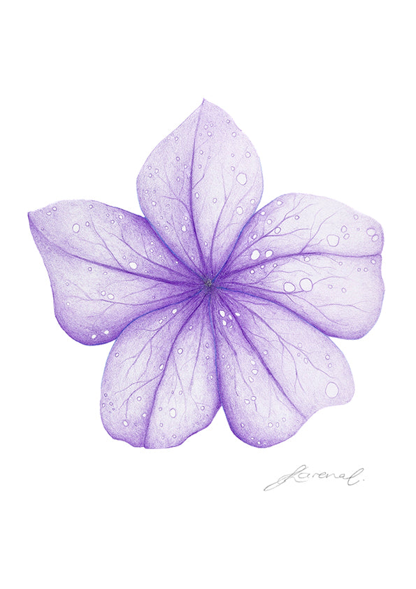 Purple flower with water droplets on a white background