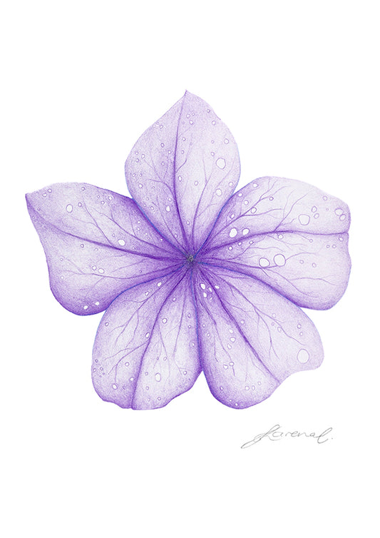 Purple flower with water droplets on a white background