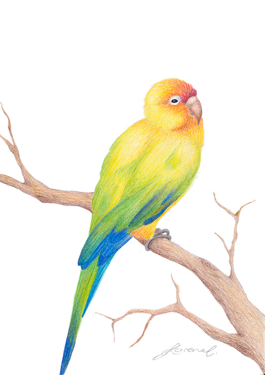 Colorful parrot perched on a branch with a white background