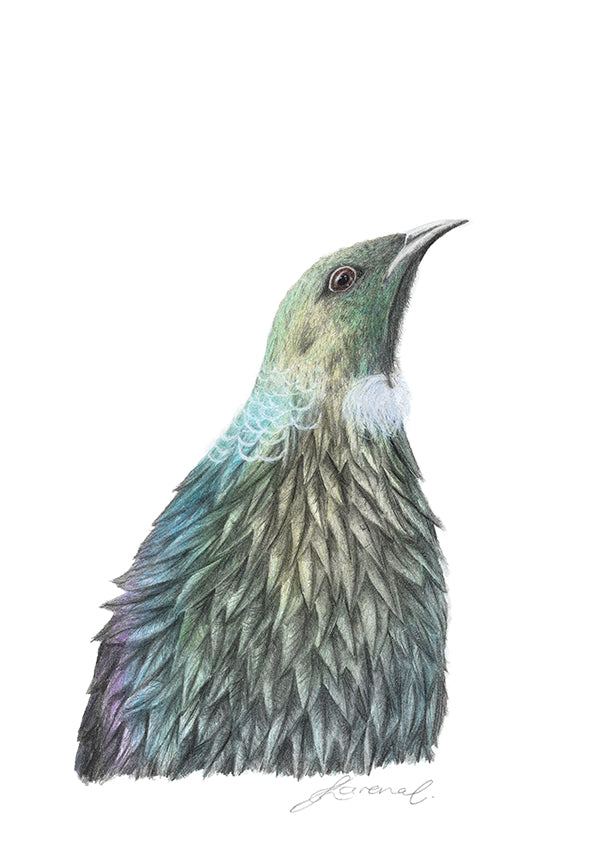 Illustration of a Tui bird with detailed feather texture on a white background