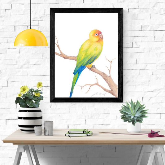 Sun Conure Bird - Coloured Pencil Art Print