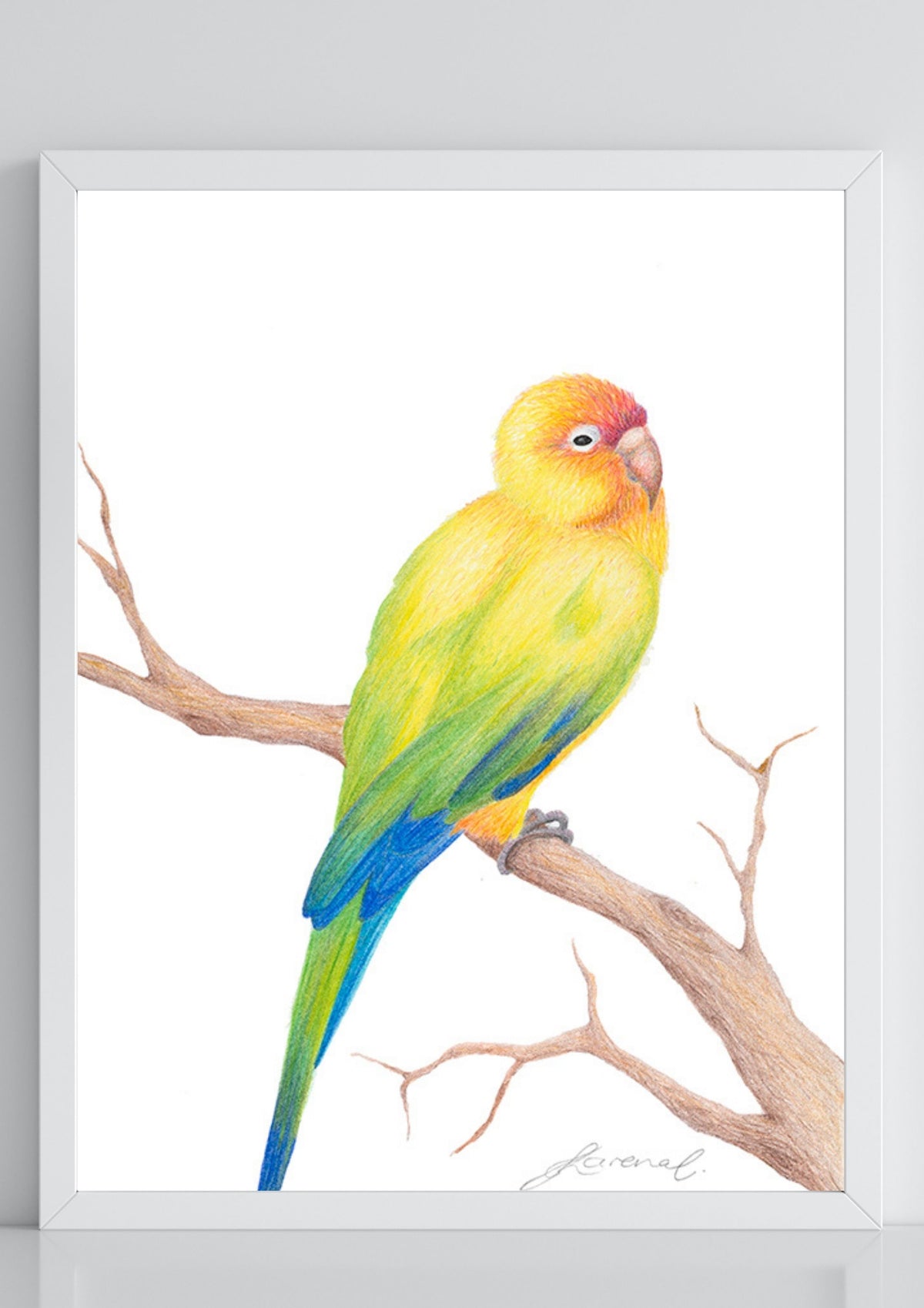 Sun Conure Bird - Coloured Pencil Art Print