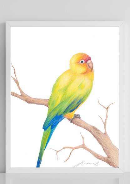 Sun Conure Bird - Coloured Pencil Art Print