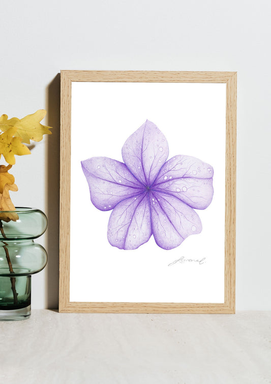Purple Flower - Coloured Pencil Art Print